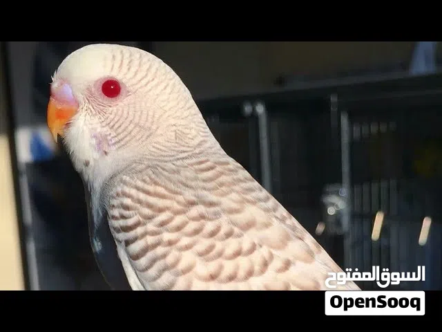 مطلو طيور حب انثى فالو عين حمرا