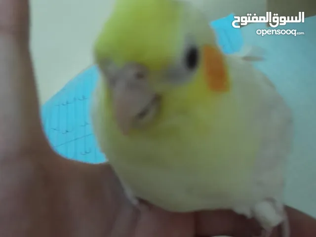 طيور كوكتيل مفطومات جديد