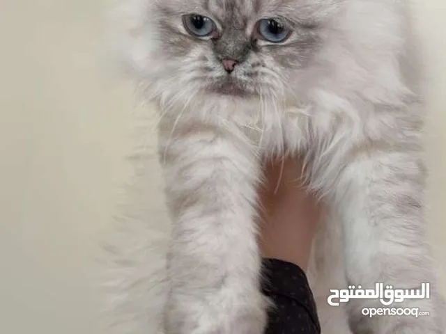 Scottish Fold and Scottish straight male & female