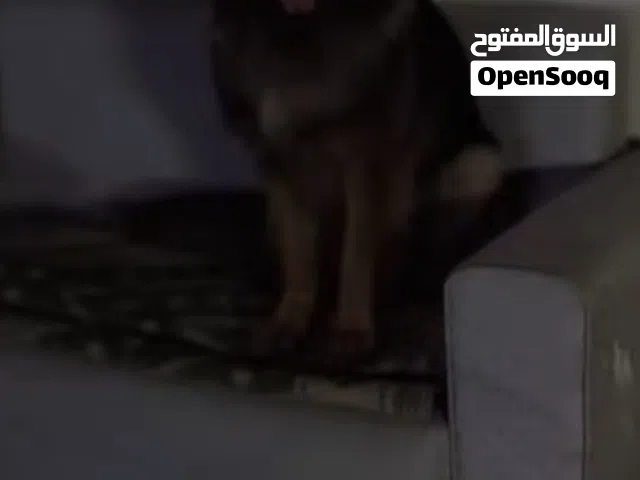 كلب جيرمن شولين فرصه