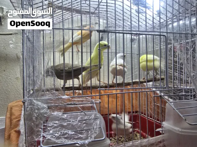 كناري 3جواز