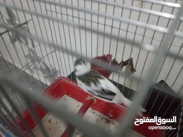 محمد بيع أشيا