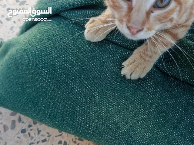 قطه ما شاء الله عليها شيرازيه