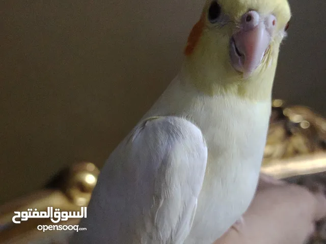 كوكتيل لاتيني