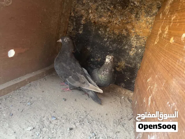 كوبية بهلوان تبارك الرحمن