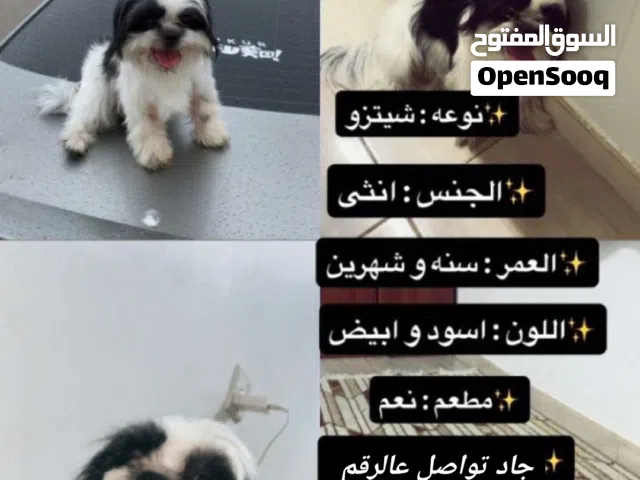 كلب شيتزو انثى للبيع بيعه مستعجله