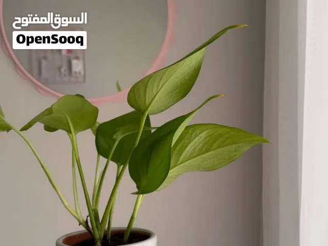 نبات البوتس