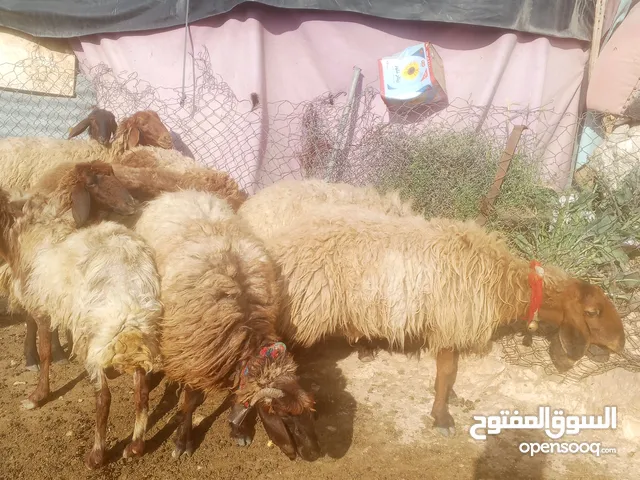 بسم الله ما شاء الله 6ثناي حبات 4انعاج للبيع كفاله