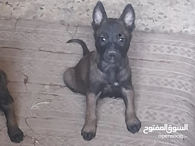 كلب مالينوا