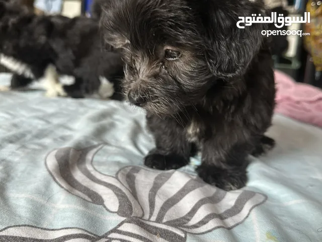 كلاب شيتزو للبيع بيور وقمرات نضاف جداً تربية بيت متاح ألوان كتير ومتاح بنات و ولاد عمرهم شهرين