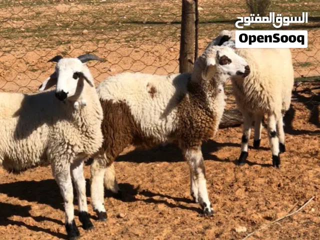 حولا بيوضي نبت