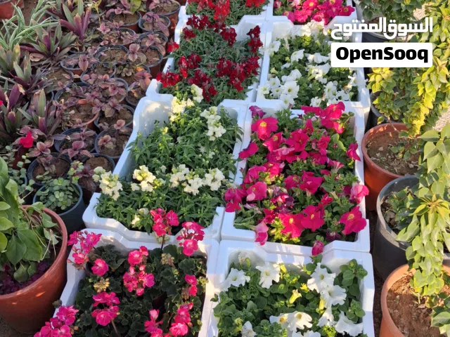 تنسيق حدائق وتوريد جميع انواع الزهور والاشجار