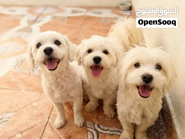 جراء مالتيز (Maltese)