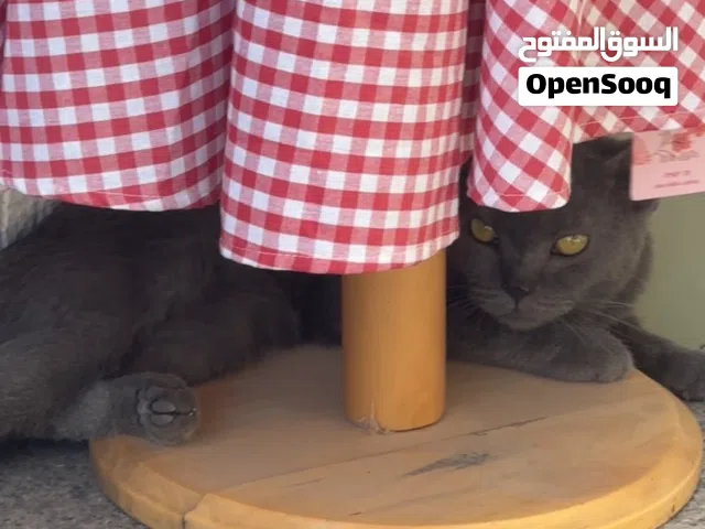 نثية بريتش للتبني