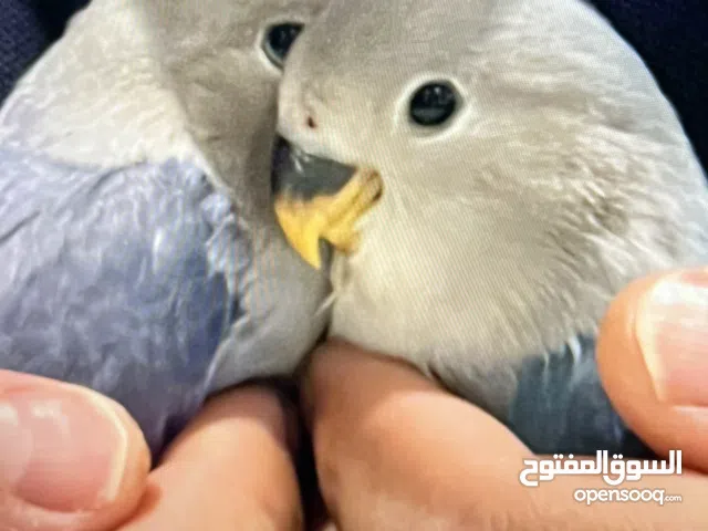 Tame lovebirds