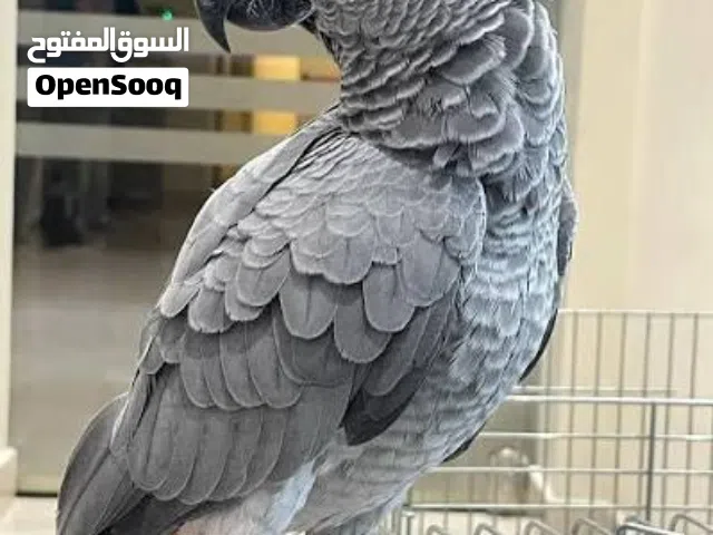 مطلوب كاسكو او مكاو للتبني