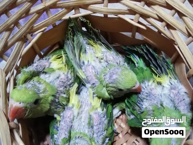 افراخ ببغاء دره زق