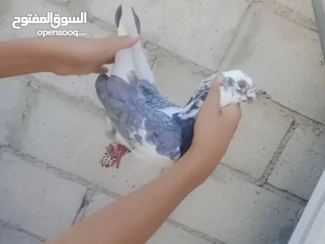 حمام للبيع