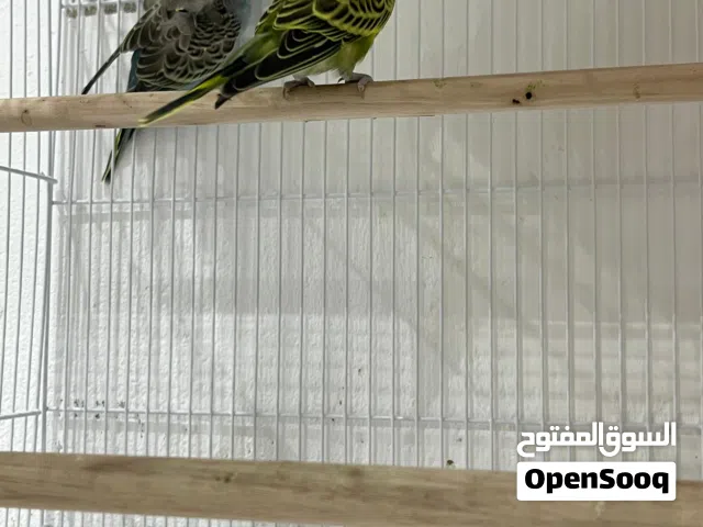 للبيع بادجي هوجو زوج