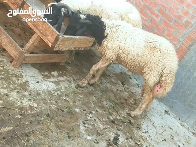 بسم الله الرحمن الرحيم الاثنين28/7/2025 متاح3دكره تربيه بيتي ع العلف والخضراء 3خرفان خشنين لبانه أعم