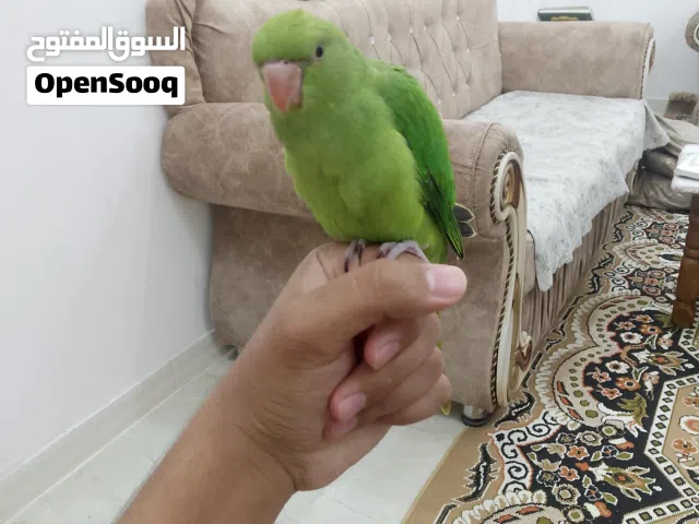 ببغاء دره هندي