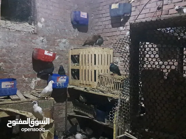 40 جوز حمام للبيع