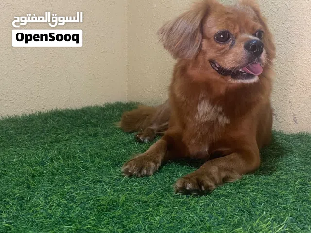 ذكرين كافاليير كينج شارلز منتجين من قبل