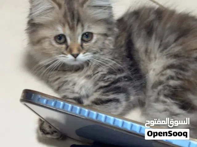 قطه كيتن للبيع العاجل