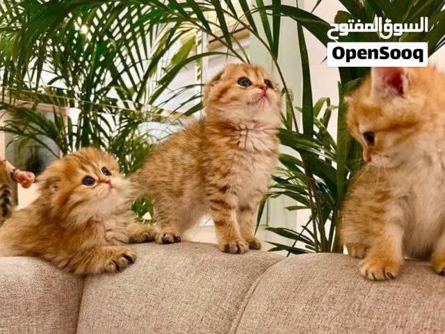 للبيع كتنز سكوتش قولد فولد واستريت ذكور واناث
