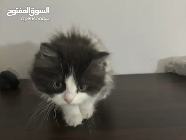 قط شيرازي تركي ذكر العمر ثلاث شهور