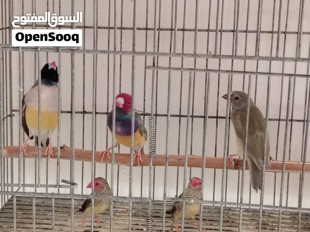 عصافير تبارك الله منتجات