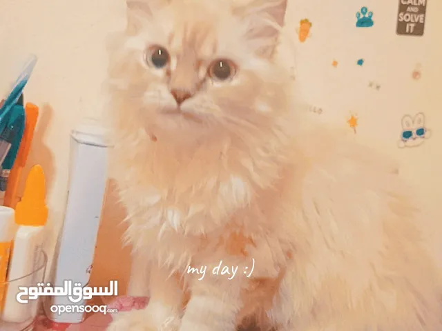 2 Adorable 7-Month-Old Pure Persian Cats Available – Fluffy Playful & Loving Companions.