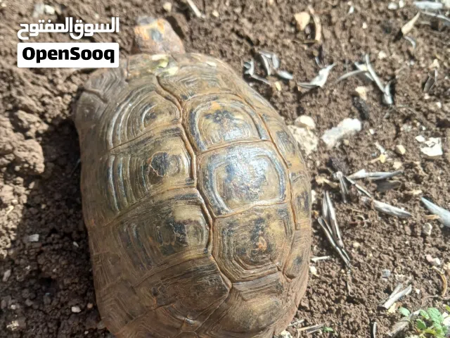 سلحفاء للبيع قابل للتفوض