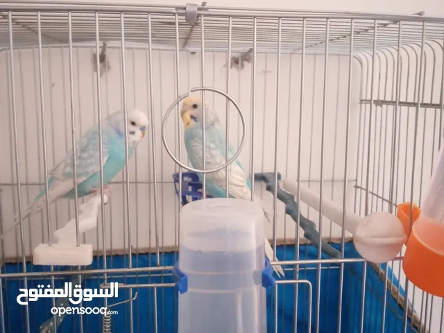طيور حب للبيع الزرقاء