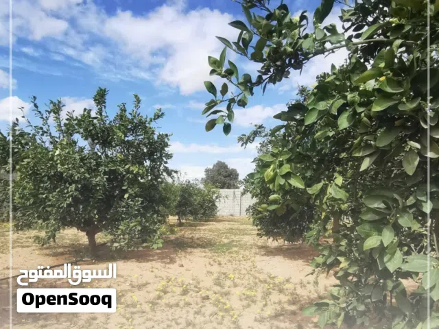 ربع هكتار  ف وادي الربيع المظل  للبيع
