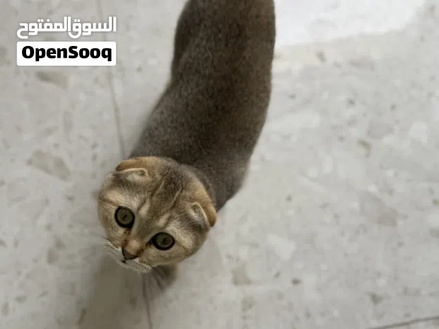 قطط سكوتش فولد وستريت