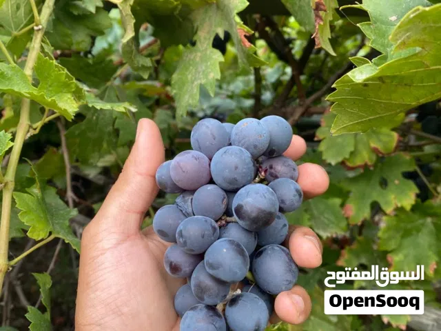 مترفر عنب عماني أسود نوعية ممتازة