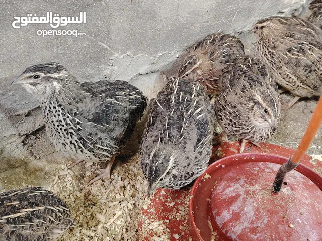 فر سوبر جامبو عمر 38 يوم سعر الجوز 1.5