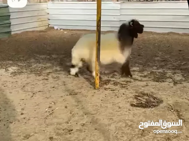 للبيع خروف نعيمي شرط السمنه
