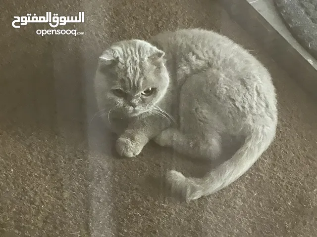 قط للتبني Scottish fold