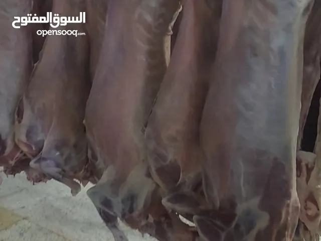 للبيع ذبائح   تيوس كينيا  صومالي   خروف كينيا   صومالي  طازج  مبرد