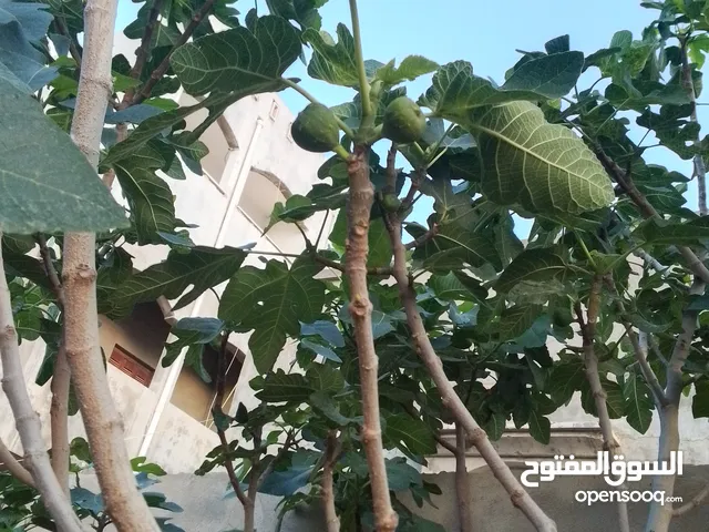 دكار كرم في شجرته