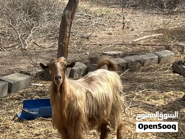 شاه عشار بحاله سليمه