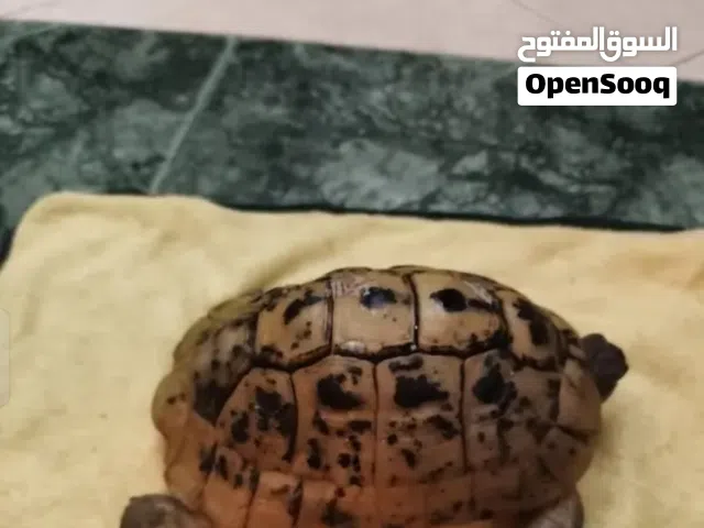 سلحفاة للبيع