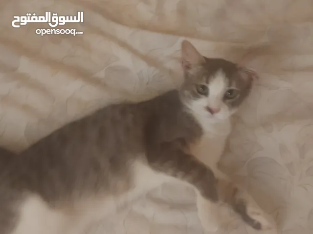 قطة منزلية للبيع بأسعار معقولة و مناسبة مع بطاقتها الخاصة التي تثبت أنها ملقحة و في حالة جيدة