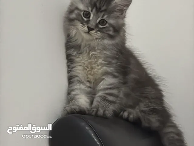 Main coon cat 2 month old dark boy light girl
