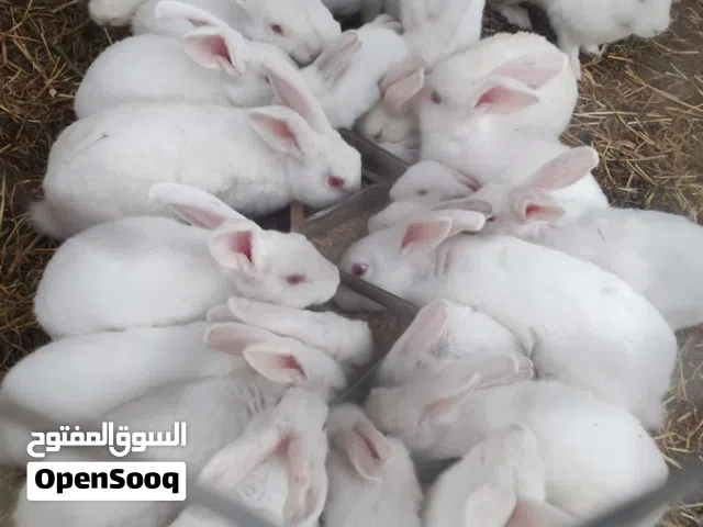 ارانب فرنسيه خمس اشهر وشهرين للبيع