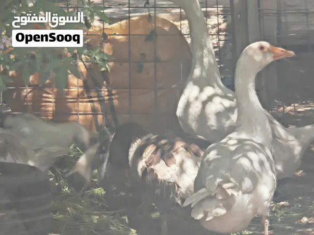 بط كوبره  عدد7 بشوش عدد 2