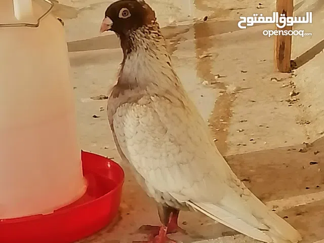 زاجل فراشه الحبه100جمله زوج100