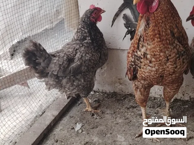 سلام عليكم البيع دجاجه وديج